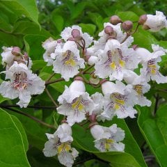 Özel Çeşit Beyaz Çiçekli Paulownia Fidanı
