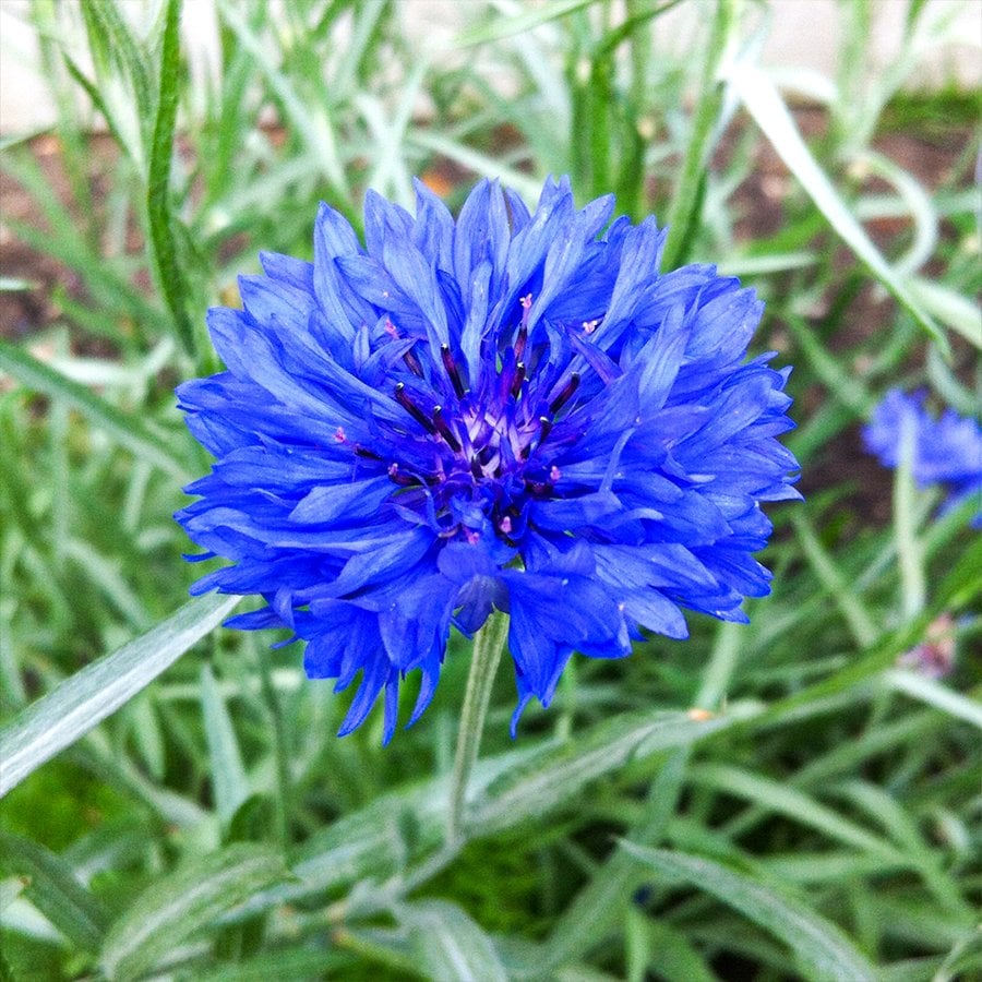 Mavi Kantaron Peygamber Çiçeği Tohumu-20 Adet (Orjinal Paket)