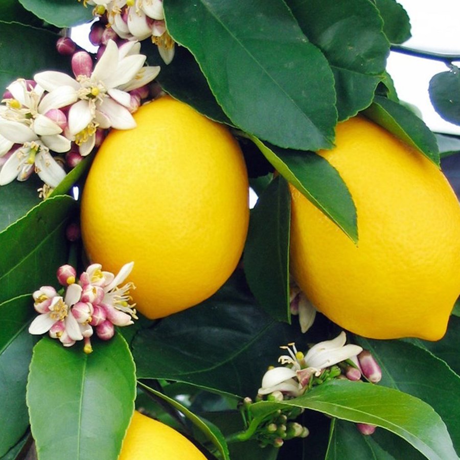 Tüplü Üzeri Meyveli Soğuklara Dayanıklı Mayer Limon Fidanı