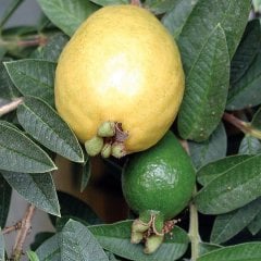 Saksıda Sarı Armut Guava Fidanı