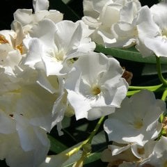 Tüplü Kuraklığa Dayanıklı Beyaz Çiçekli Zakkum Fidanı