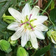 Saksıda Passiflora Foetida (Çarkıfelek) Fidanı