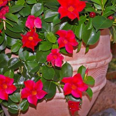 Saksıda Sarılıcı Tırmanıcı Kırmızı Mandevilla Çiçeği (30-50 cm)