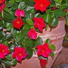 Saksıda Sarılıcı Tırmanıcı Karışık Renkli Mandevilla Çiçeği-2 Adet (30-50cm)