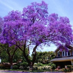 Dünya'nın En Hızlı Büyüyen Ağacı Paulownia Fidanı