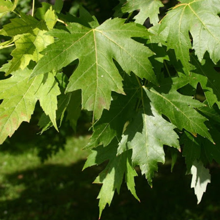 Tüplü Şeker (Acer Saccharinum) Ağacı Fidanı