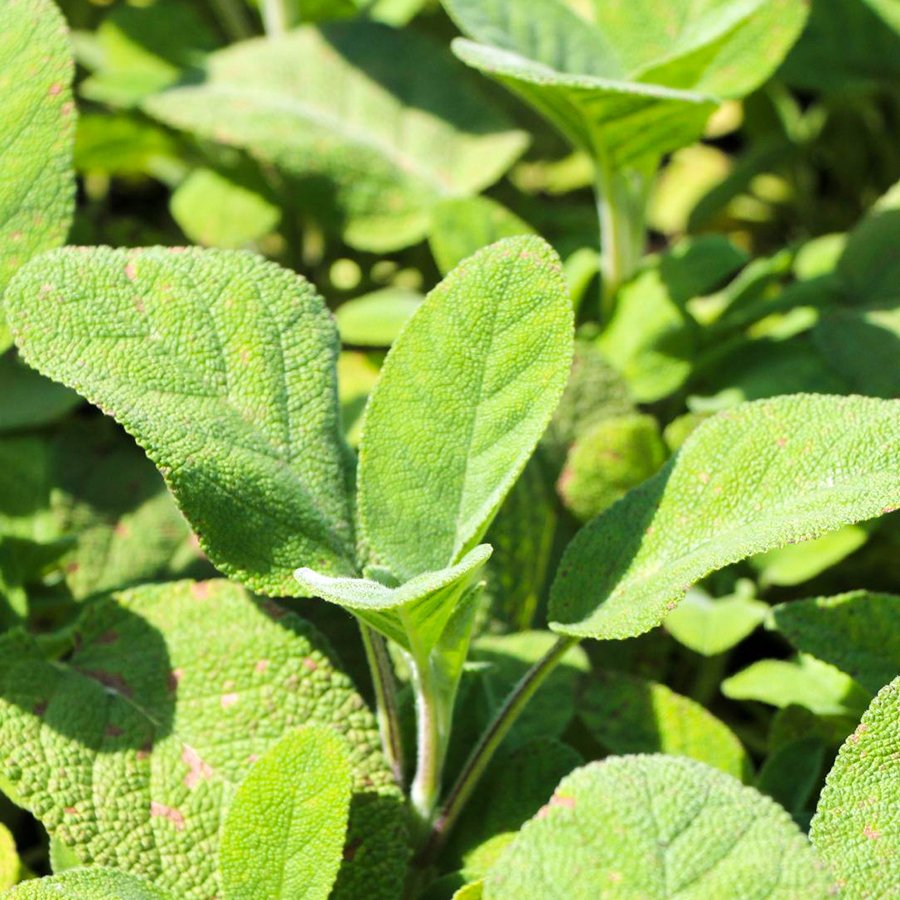 Salvia Officinalis Culinaria Gümüş Adaçayı Fidesi-3 Adet