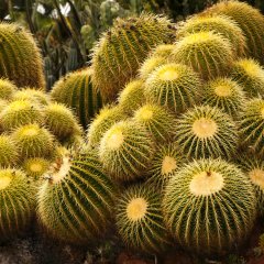 Echinocactus Altınfıçı Kaktüs Tohumu-25 Adet