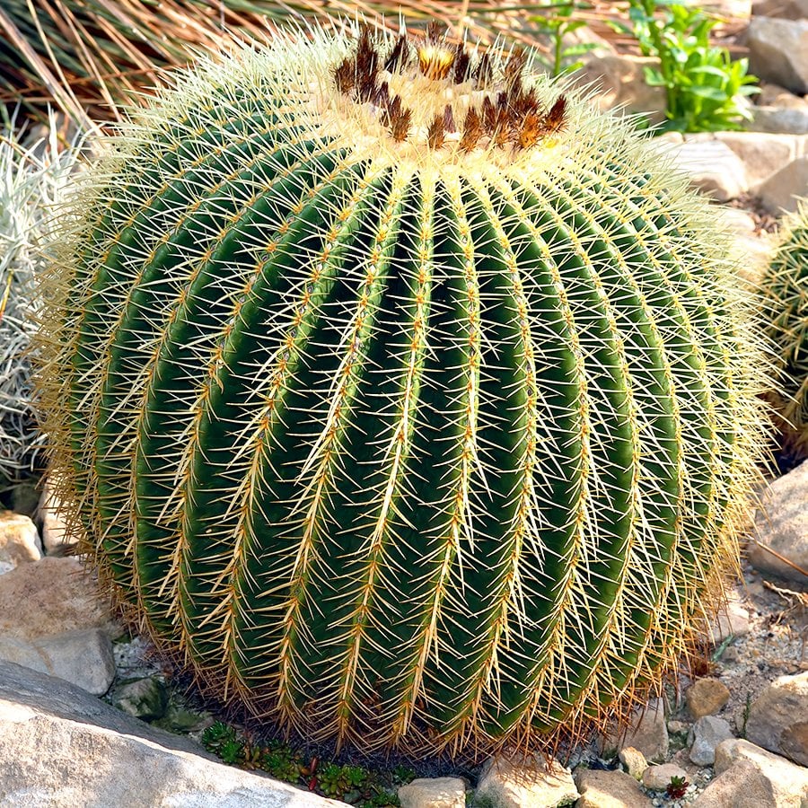 Echinocactus Altınfıçı Kaktüs Tohumu-50 Adet