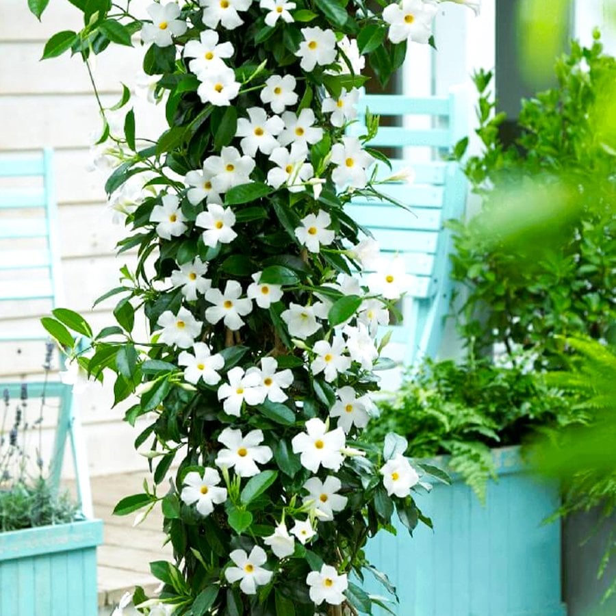 Büyük Saksıda Sarılıcı Tırmanıcı Beyaz Mandevilla Çiçeği