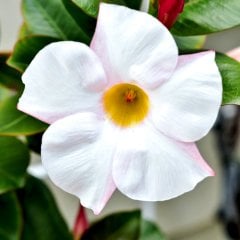 Büyük Saksıda Sarılıcı Tırmanıcı Beyaz Mandevilla Çiçeği