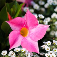 Büyük Saksıda Sarılıcı Tırmanıcı Pembe Mandevilla Çiçeği
