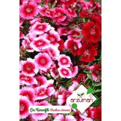 Karışık Renkli Çin Karanfili Çiçeği Tohumu-100 Adet