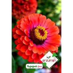 Karışık Beybeğendi  Zinna Çiçeği Tohumu-30 Adet
