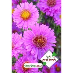 Karışık Dilber Çiçeği Tohumu-50 Adet