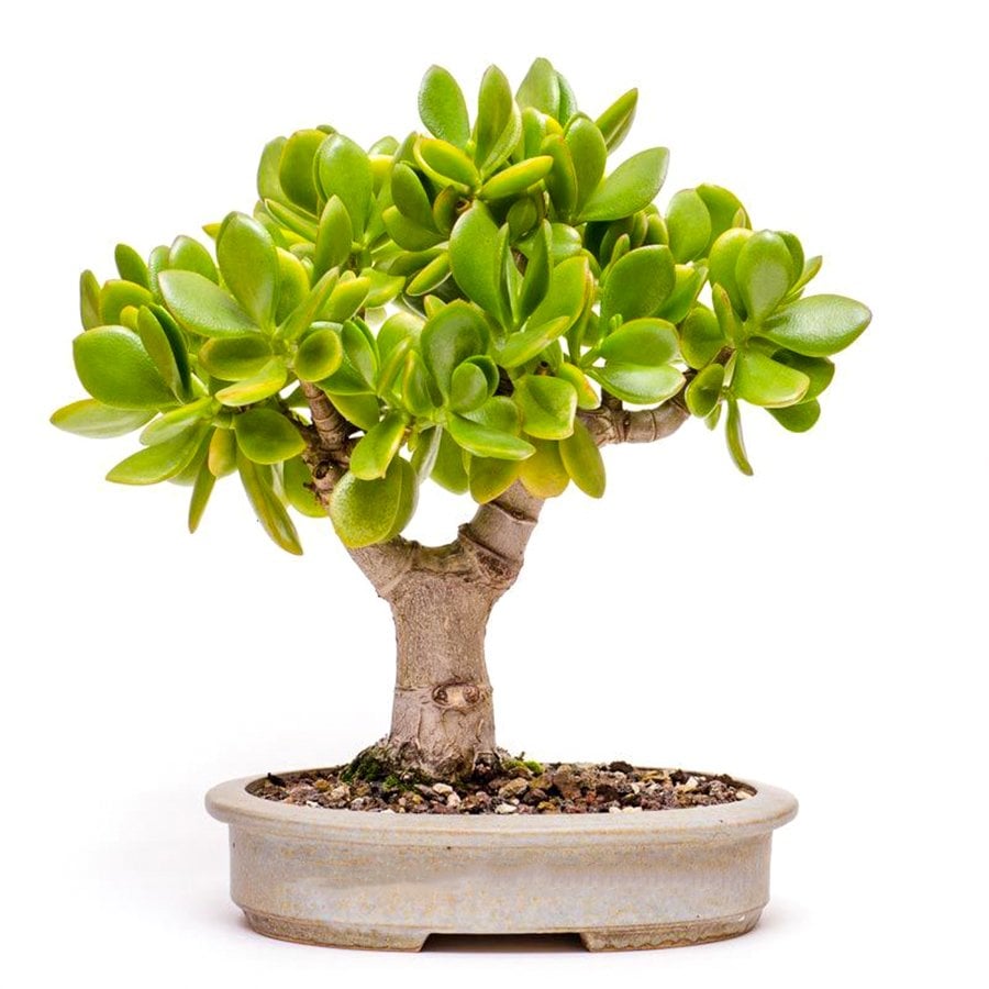 Bonsai Para (Bereket) Ağacı Crassula ovata