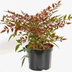 Saksılı Nandina Domestica Cennet Bambusu