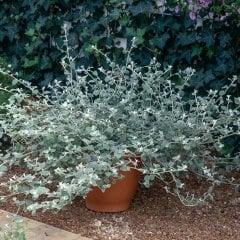 Saksılı 'Helichrysum Petiolare Silver Meyan Kökü Bitkisi