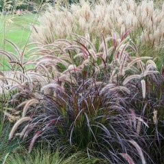 Saksılı Pennisetum Sazlık Çalısı