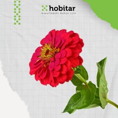 Hobitar Gökkuşağı Bahçesi Çiçek Tohumu Paketi - 4 Çeşit Çiçek Tohumu