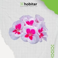Hobitar Kır Esintisi Çiçek Tohumu Paketi - 4 Çeşit Çiçek Tohumu