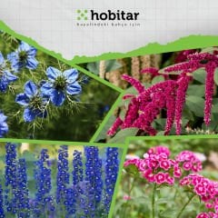 Hobitar Şaşırt Beni Çiçek Tohumu Paketi - 4 Çeşit Çiçek Tohumu