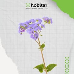 Hobitar Büyülü Maviler Çiçek Tohumu Paketi - 4 Çeşit Çiçek Tohumu