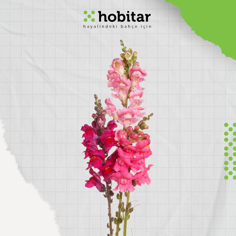 Hobitar Karışık Renkli Aslanağzı Çiçek Tohumu - 900 Adet