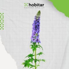 Hobitar Hazeran Çiçeği Tohumu - 225 Adet