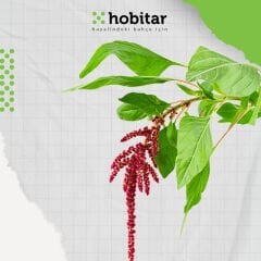 Hobitar Horozibiği Çiçek Tohumu - 1500 Adet