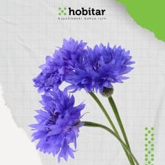 Hobitar Mavi Kantaron Çiçek Tohumu - 440 Adet