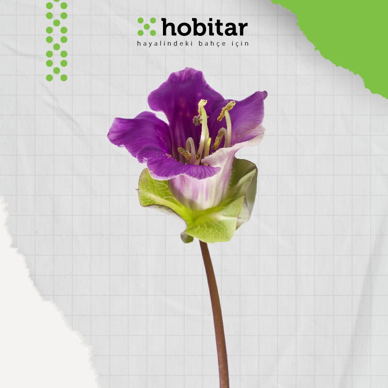Hobitar Çan Sarmaşığı Çiçek Tohumu - 10 Adet