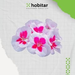 Hobitar Karışık Renkli Gündüz Güzeli Çiçek Tohumu - 200 Adet