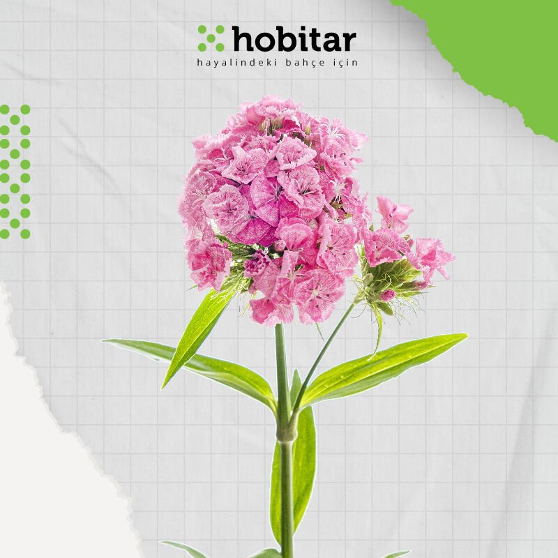 Hobitar Hüsnüyusuf Çiçeği Tohumu - 1350 Adet