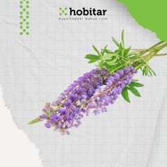 Hobitar Acı Bakla Lüpen Çiçek Tohumu - 80 Adet
