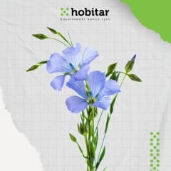 Hobitar Keten Çiçeği Tohumu - 100 Adet