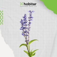 Hobitar Adaçayı Çiçek Tohumu - 20 Adet