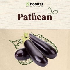 Hobitar Patlıcan Tohumu