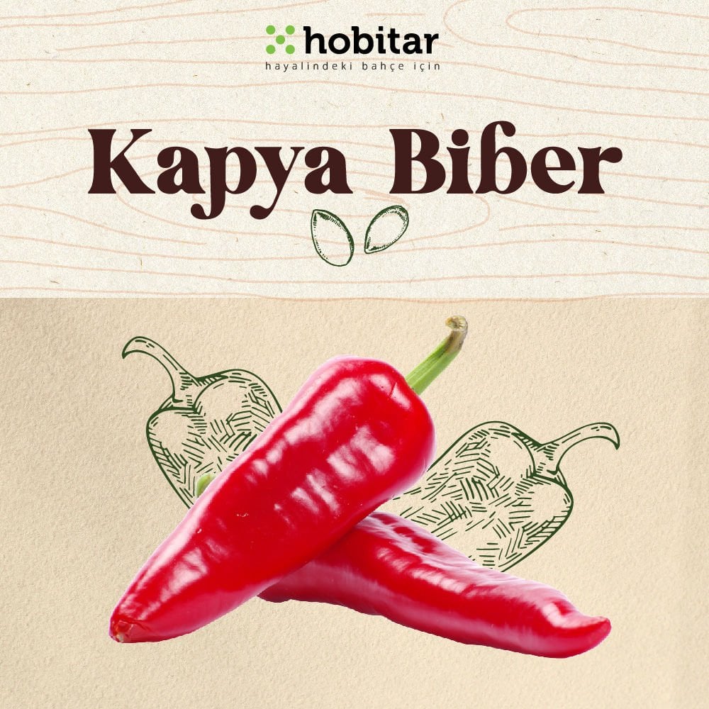 Hobitar Kapya Biber Tohumu