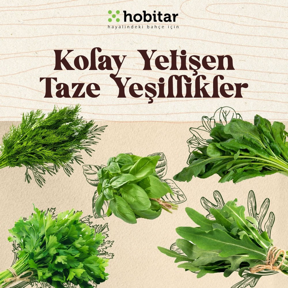 Hobitar Kolay Yetişen Yaze Yeşillikler Sebze Tohumu Paketi - 5 Çeşit Aromatik Tohumu