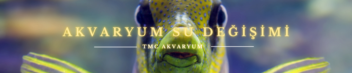 Akvaryum Su Değişimi