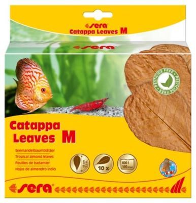 Sera Catappa Yaprağı M 18 Cm (10 Adet)