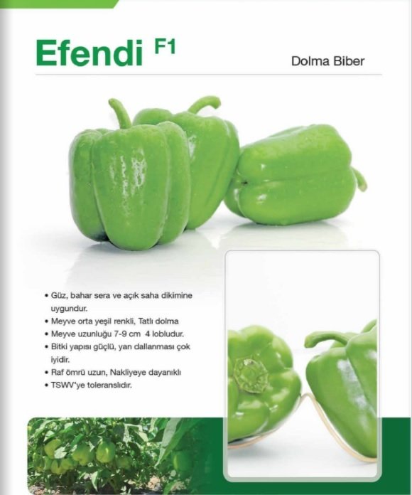 Efendi F1 Dolma Biber Fidesi