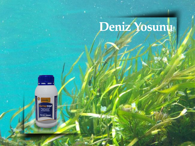 Deniz Yosunu Nedir ?