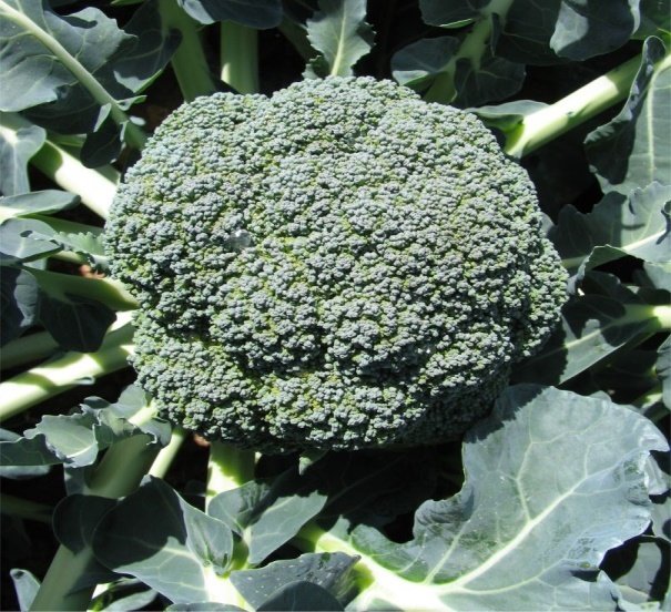 Çağlar F1 Brokoli Tohumu