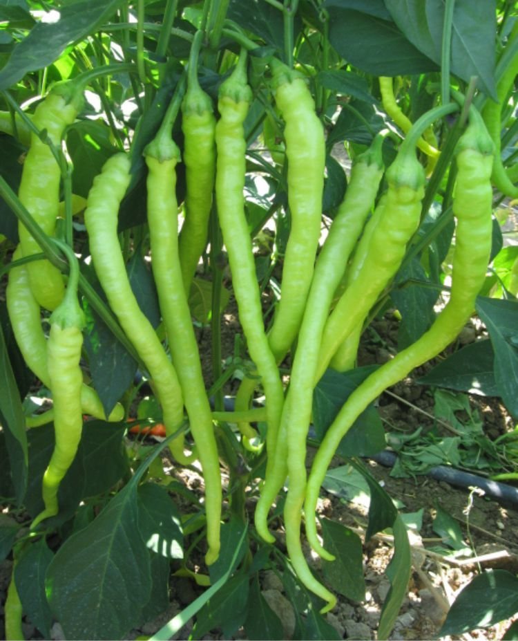 Sarı Sivri Çorbacı (Tatlı) Biber Tohumu