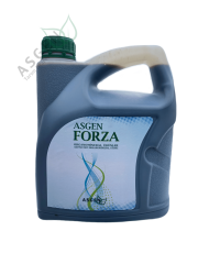 Asgen Forza