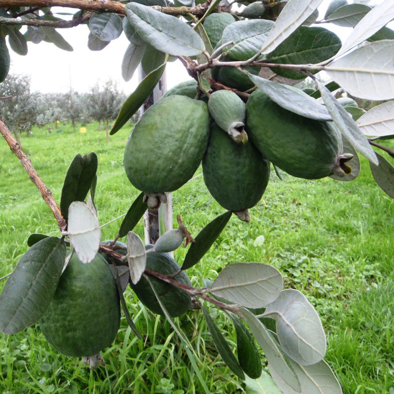 Kaymak ağacı Feijoa Tijli 100 Cm 120 Cm