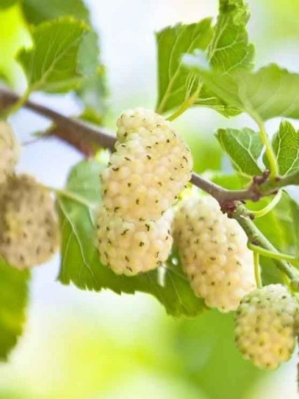 Erzurum Tortum Dut Fidanı 5 Yaş 150 Cm 200 Cm