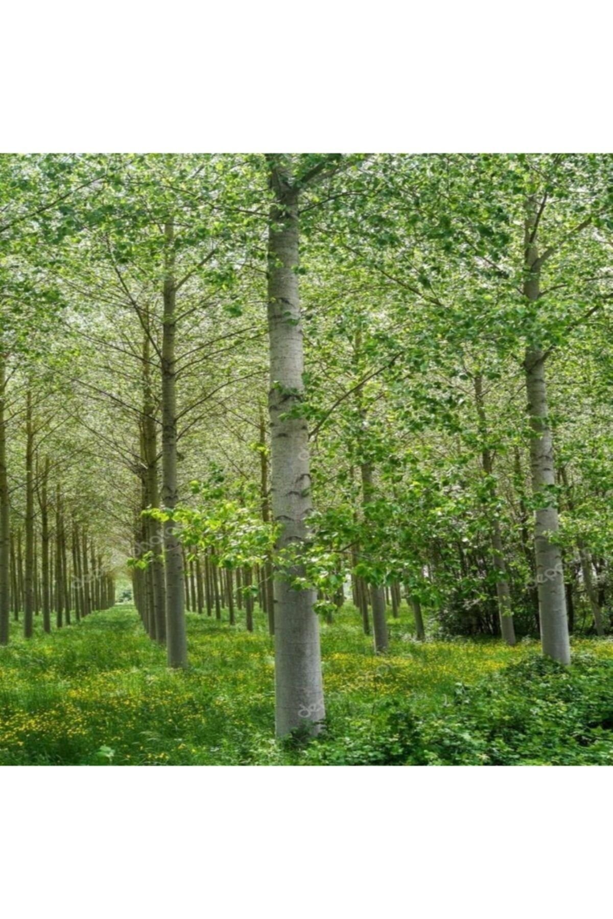 Kibrit Kavağı Fidanı 150Cm-200Cm